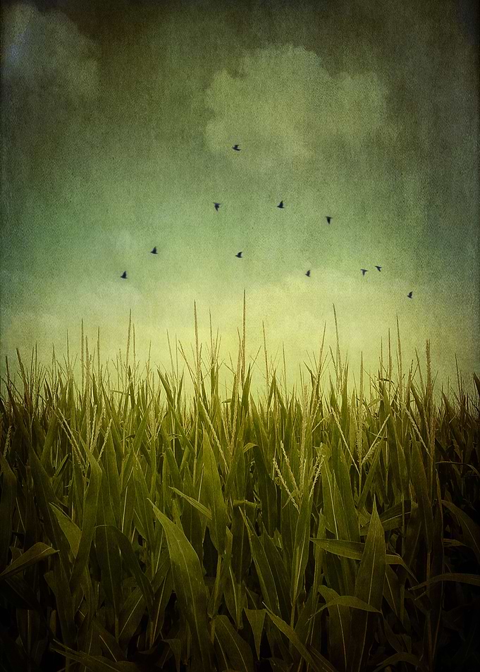In the Field...