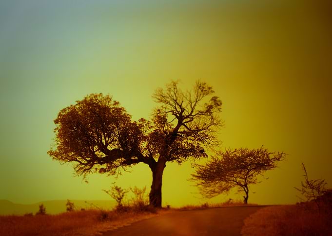 Landscape