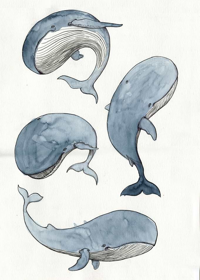I love whales ... or was it wales?