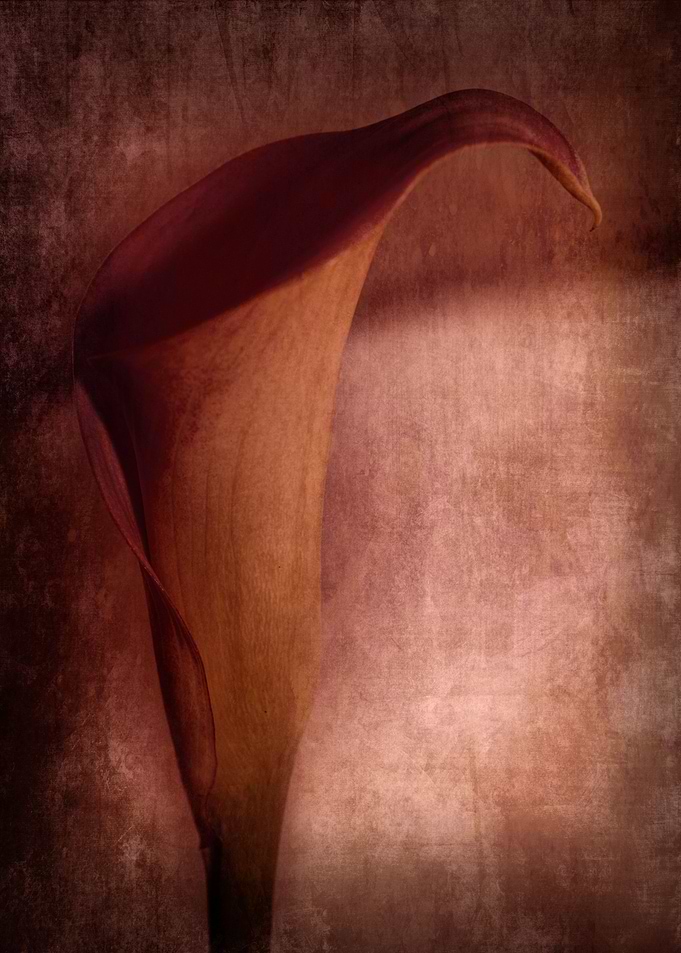 Calla