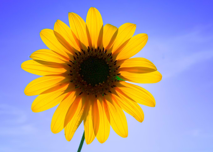 Just a sunflower in the Texas sky.