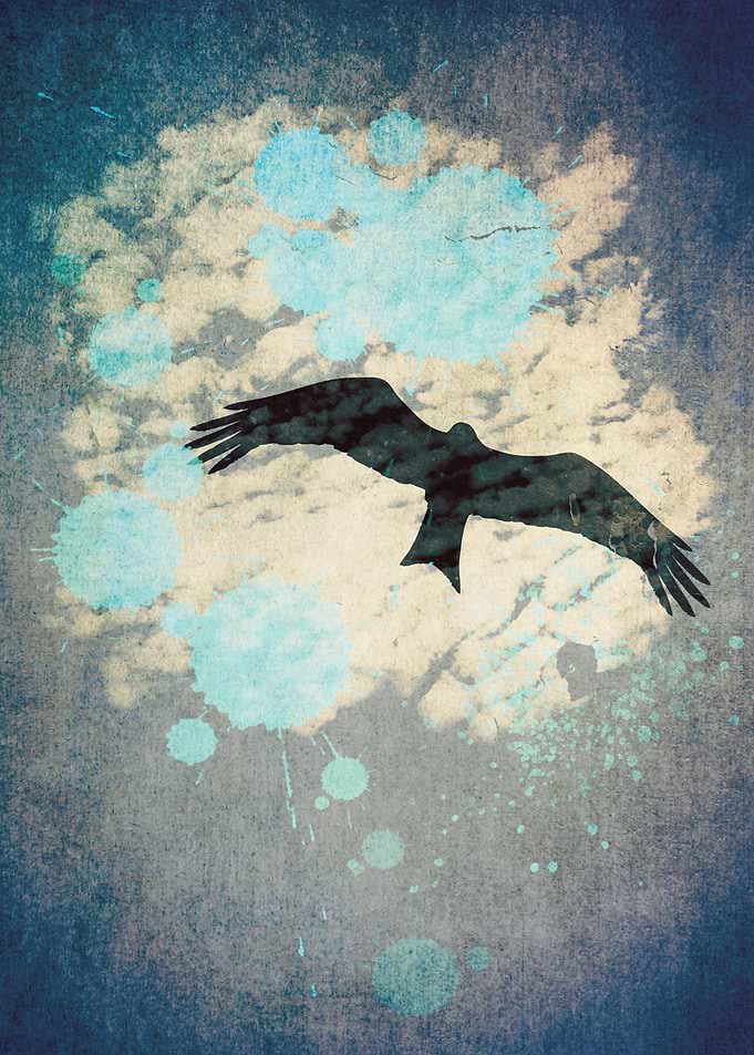 Bird in the Rain...