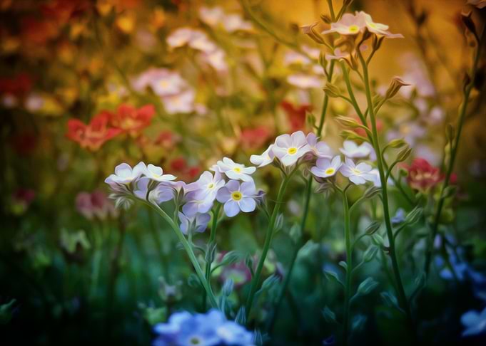 Forget me not