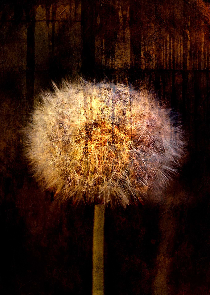 dandelion seeds
