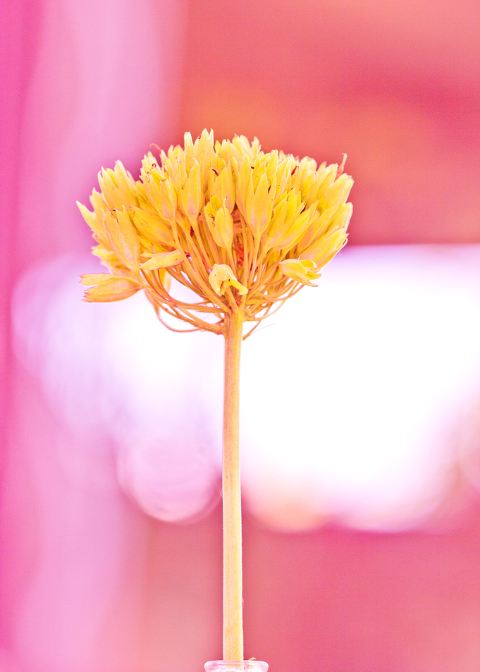 primrose seeds with softly background