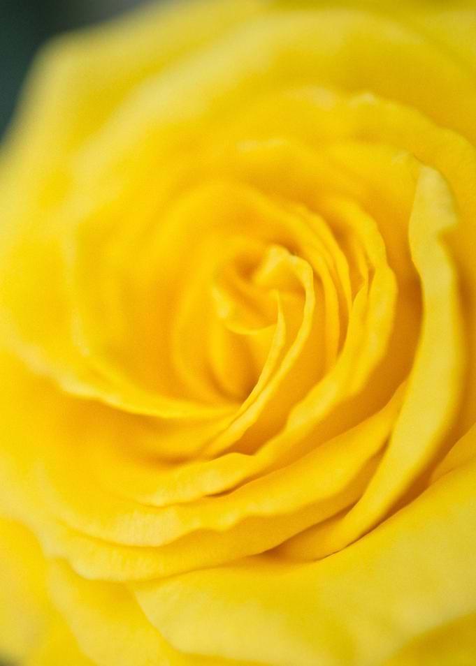 Yellow Rose of Texas