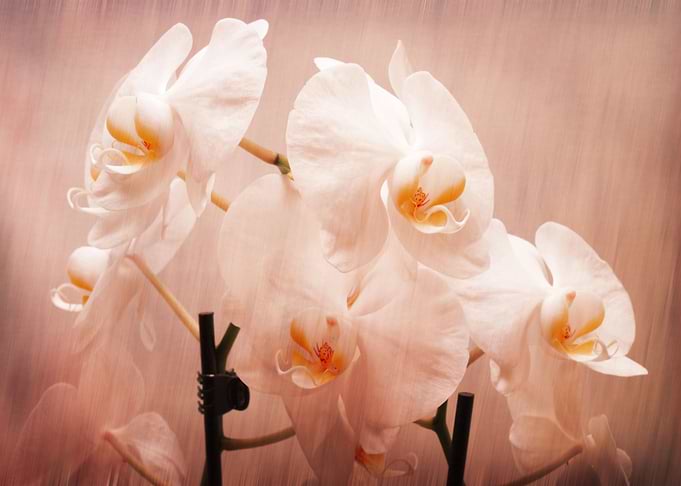 Orchids and Texture Design