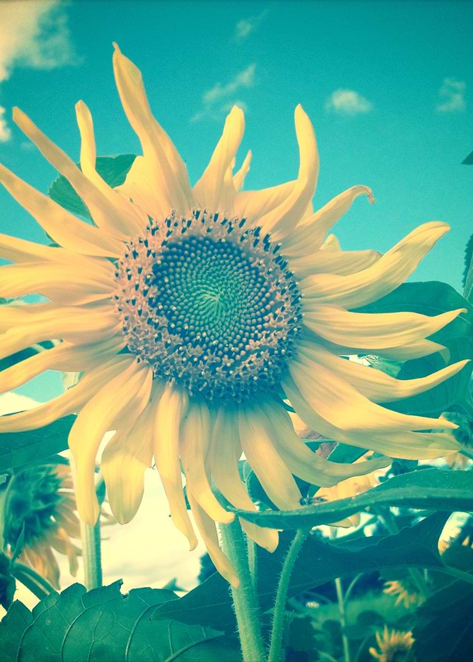 Sunflowers make me smile - they each have their own lit ...