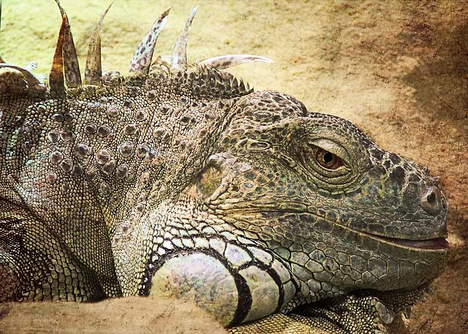Leguan.