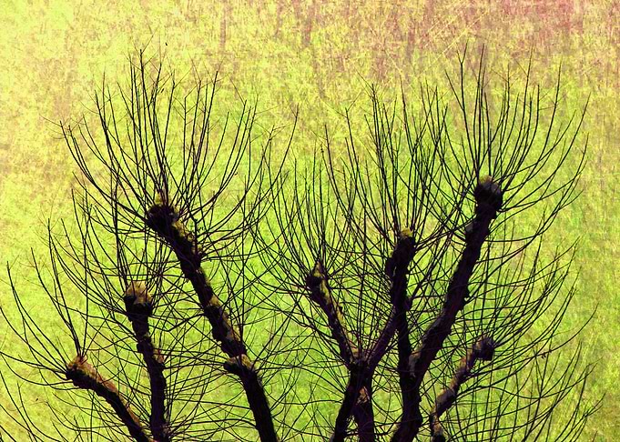 trees with texture
