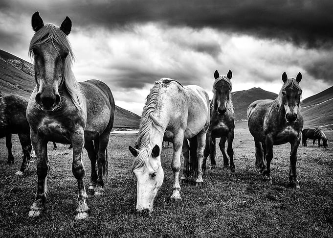 Horses in the Little Tibet, in Italy.