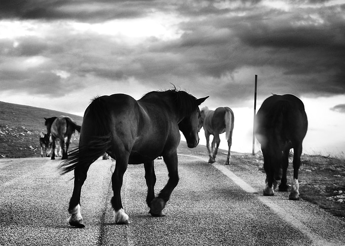 Some horses on the road.