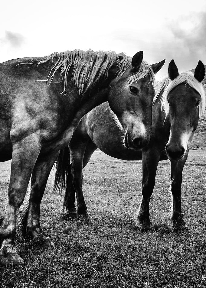 Horses in the Little Tibet, in Italy.