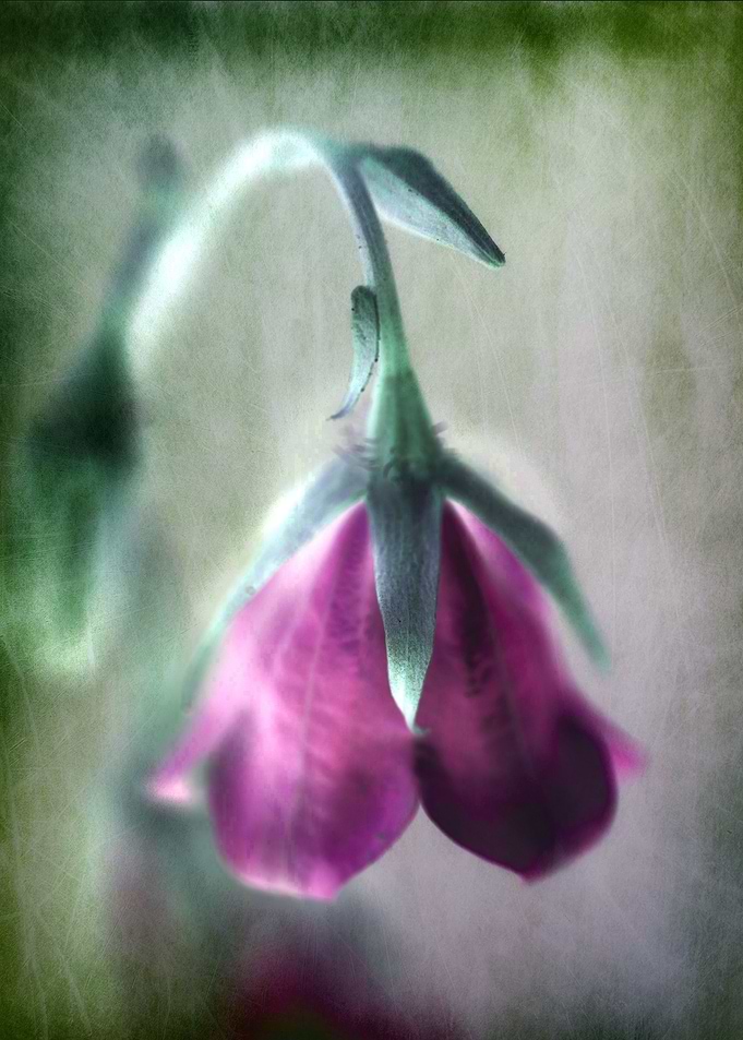 bell flower