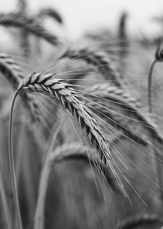 Grain