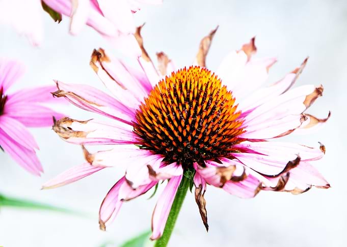 echinacea bloom