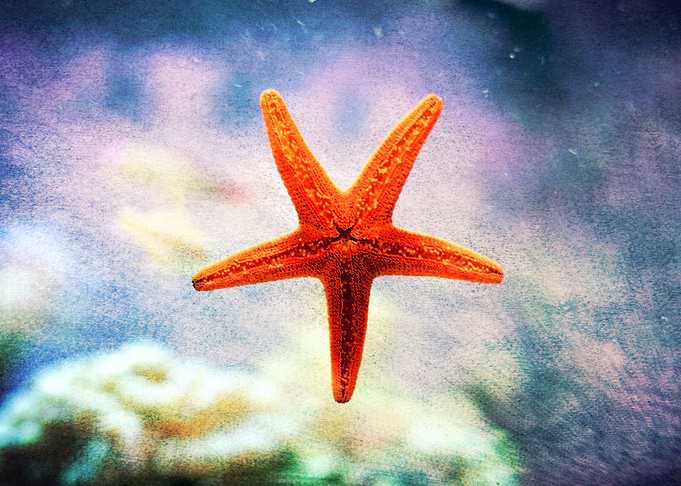 The Starfish - Grunge distressed texture added with pai ...
