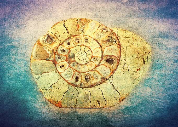 The Shell - Fibonacci (The Golden Spiral) in Nature. Te ...
