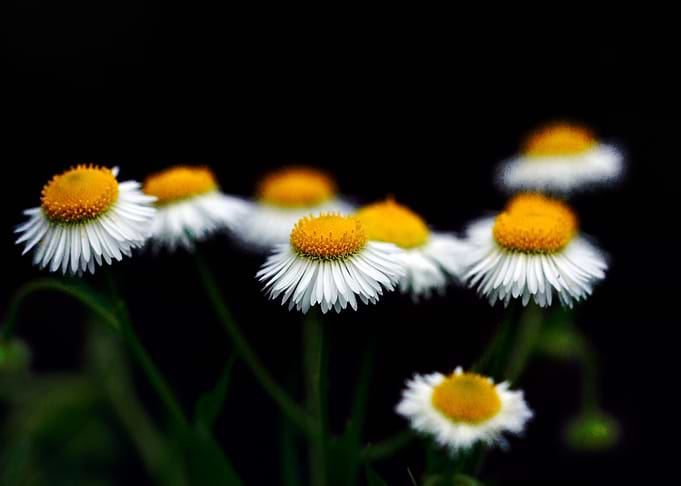 small flowers on black background