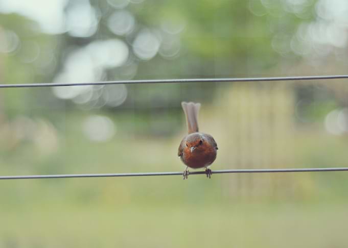 Greenwich Park is full of robin posing for you.