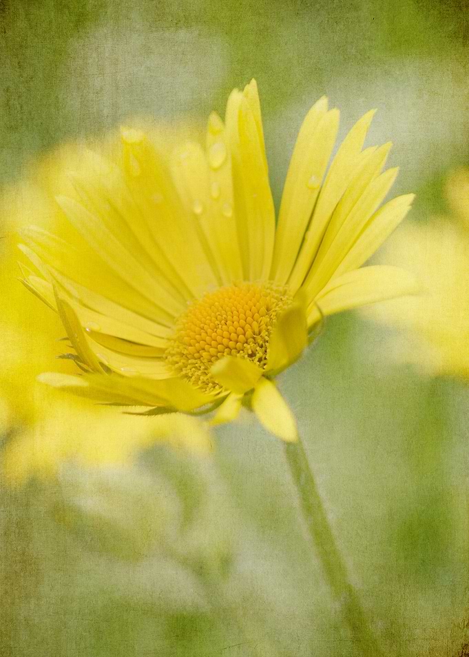 Mellow Yellow