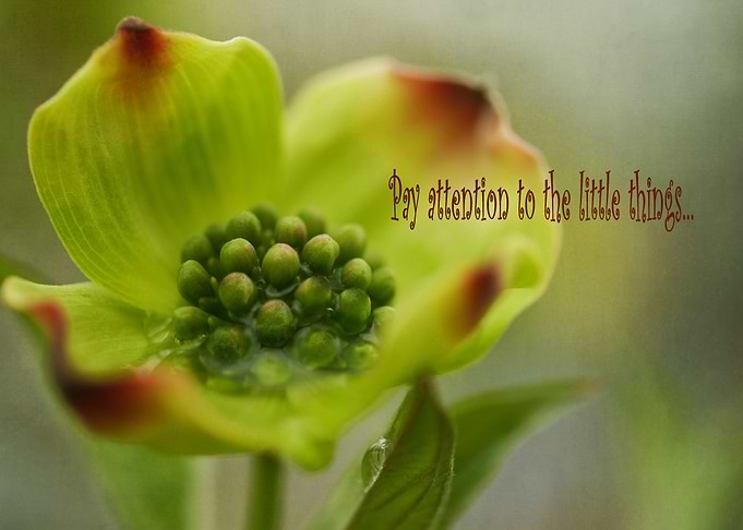 Fine art macro photo of the Dogwood tree flower - 'Litt ...
