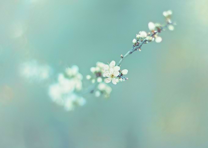 WHITE FLOWERBRANCH