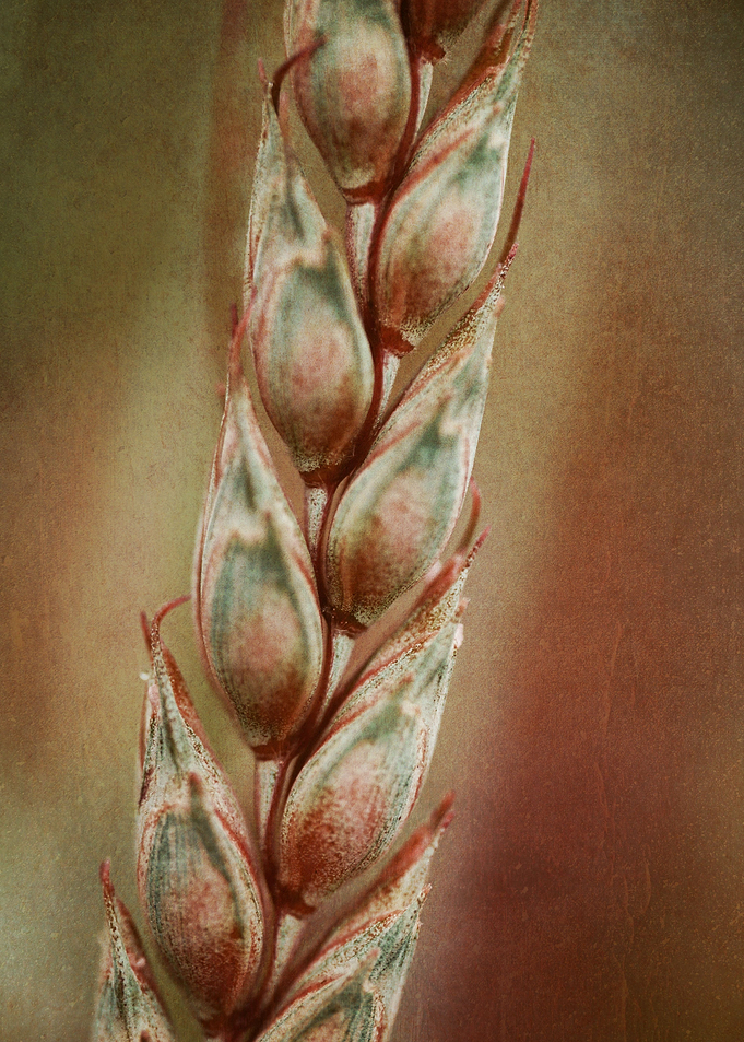 Fine art abstract photo: 'The Braid' by Irina Wardas. T ...