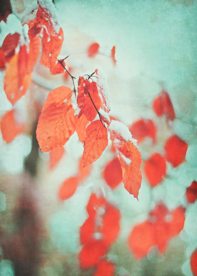RED LEAVES KISSED BY SNOW