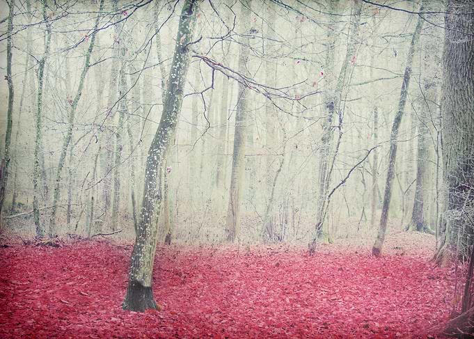 RED FOREST