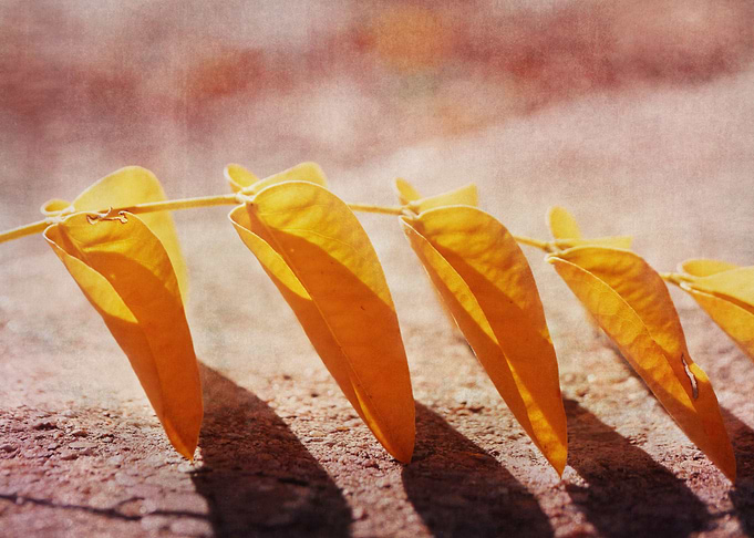 Fine art foliage photography: 'In a Row' by Irina Warda ...