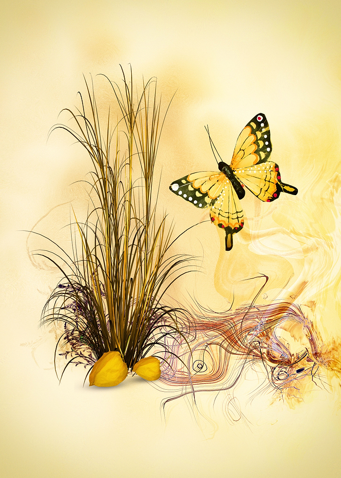 the last butterfly of the year