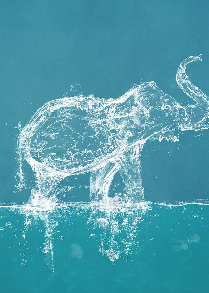 Water Elephant