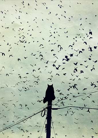 The Dreamer