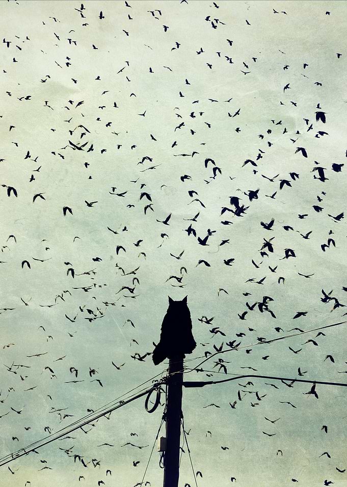 The Dreamer
