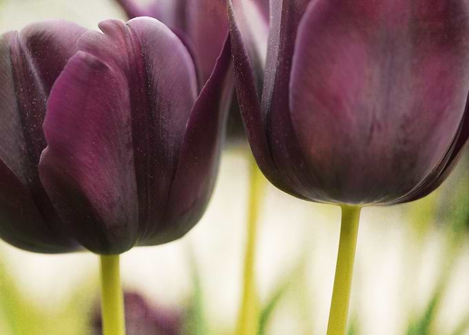 Fine art photography: 'Trio in Burgundy' by Irina Warda ...