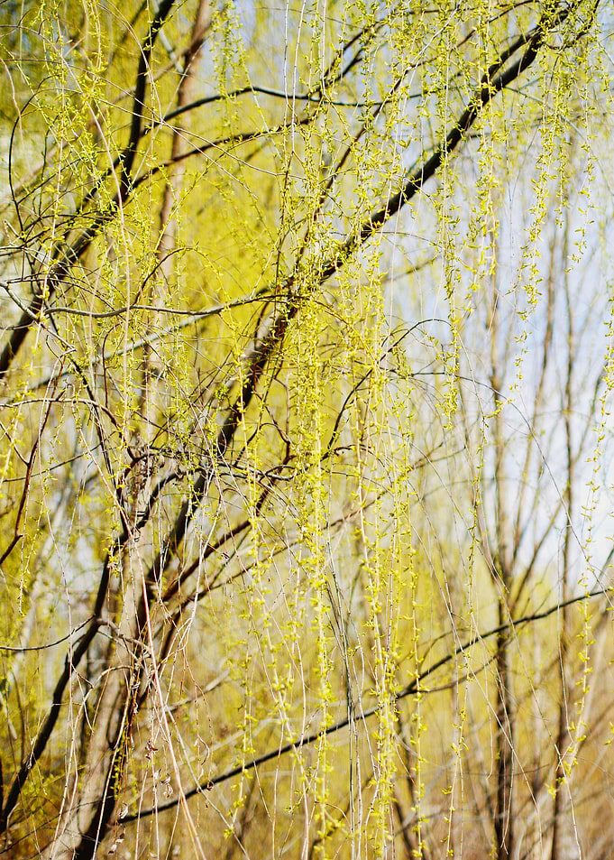 Fine art photography: 'Smiling Willow' by Irina Wardas. ...