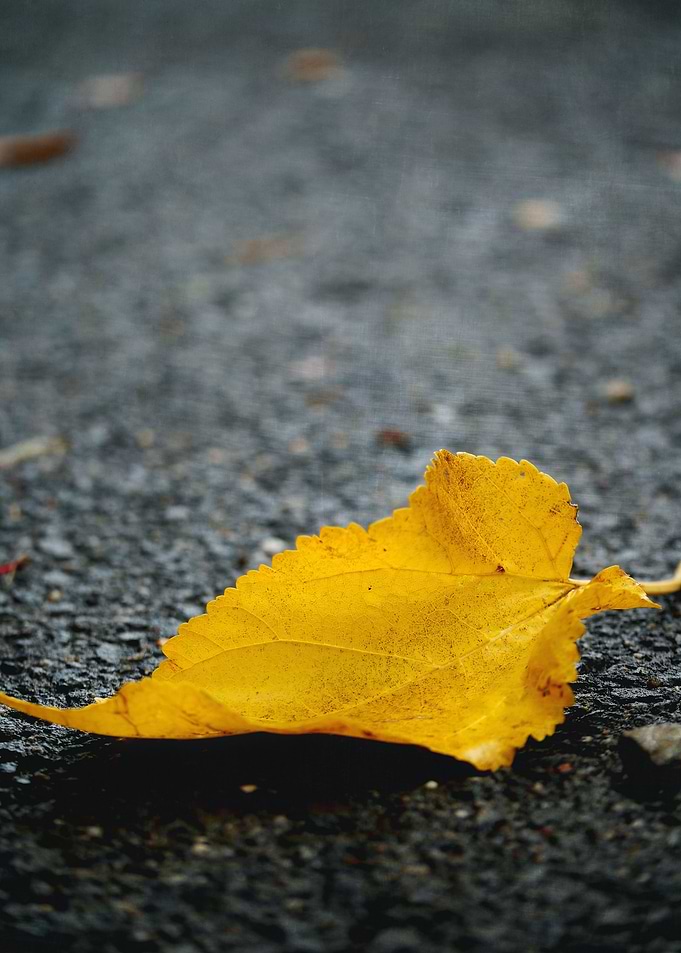 Fine art foliage photography: 'Wet Leaf' by Irina Warda ...