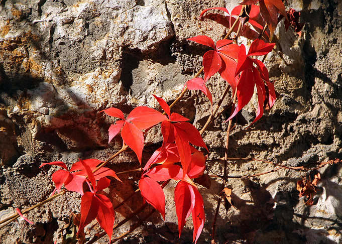 autumn leaves