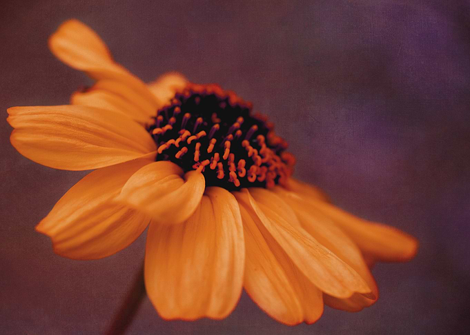 Fine art floral photography: 'The Sundress' by Irina Wa ...