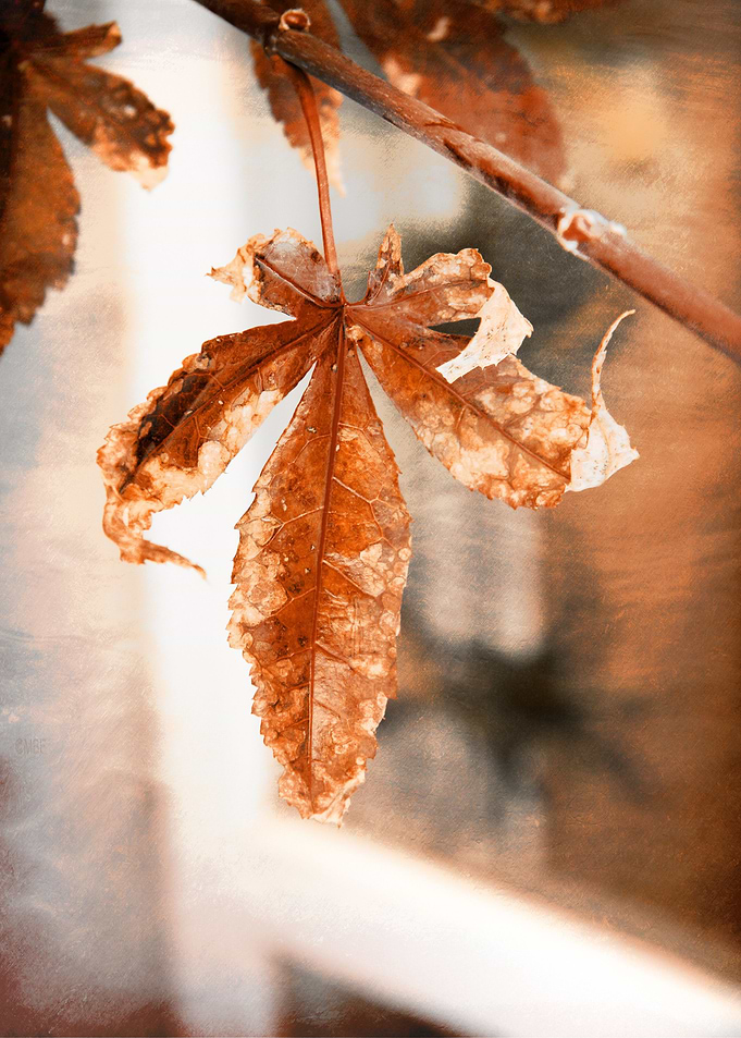 autumn leaf copper colored