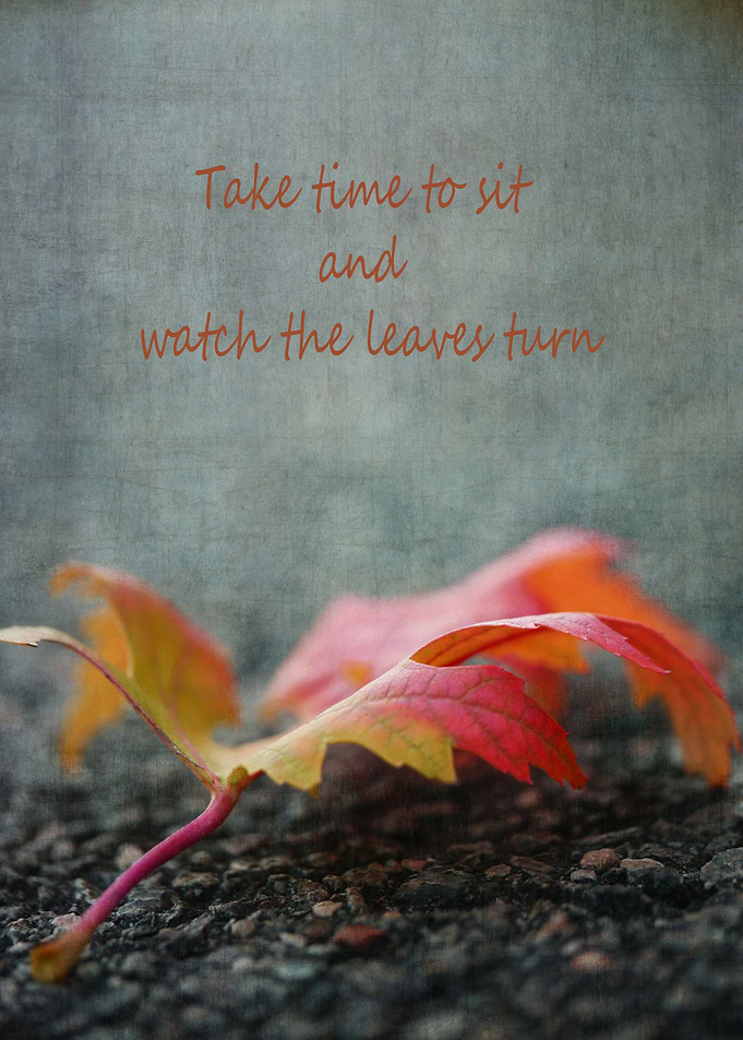 Fine art foliage photography: 'Watch the Leaf Turn' by ...