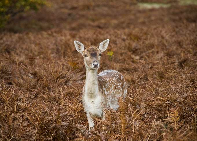 Shot in Sevenoak's Knole Park