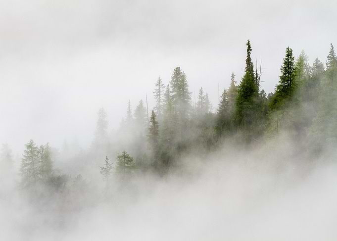 Fir trees sprouting from the fog in Cluozza Valley in t ...