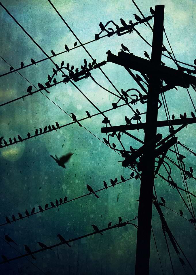 Bird City...