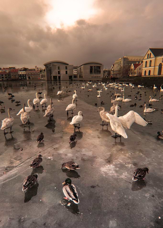 this photo is taken downtown Reykjavik, the city pond , ...