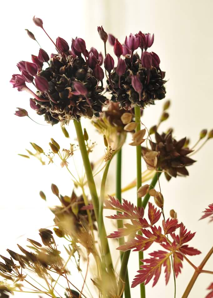 Some nice flower from our country house.