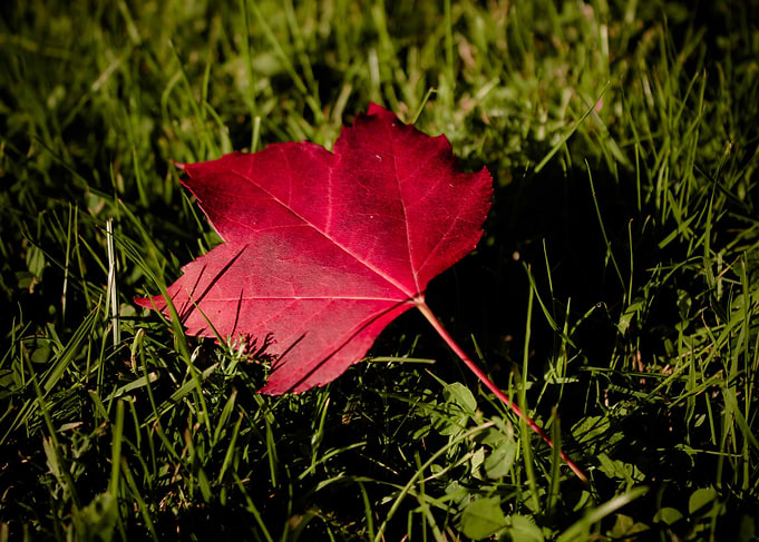 Autumn beauty