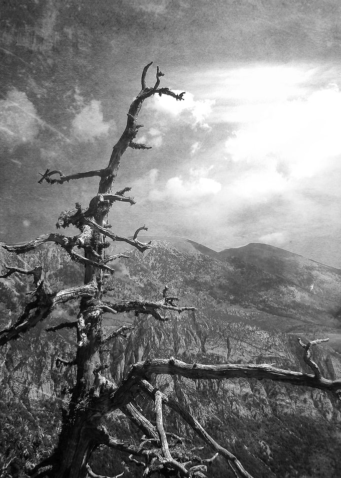 Dead european black pine. Photography take on the cat ...