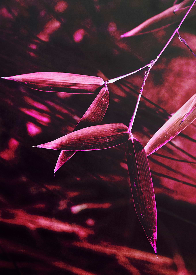 Bamboo leaves colored